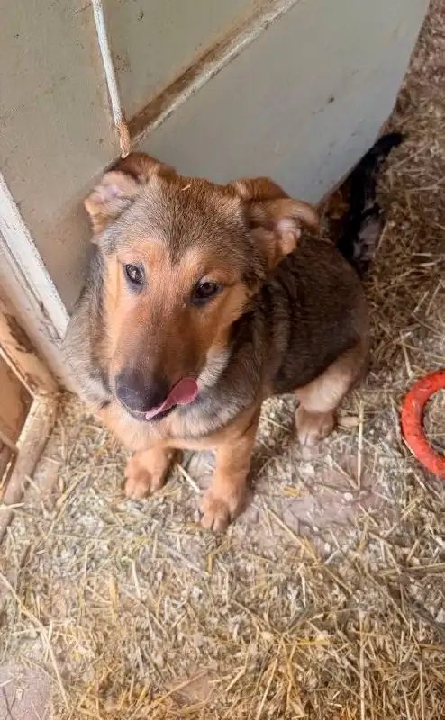 Сбор средств на передержку щенков - Животные в Саратов