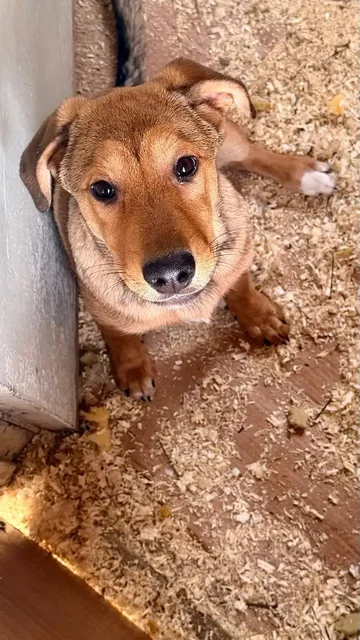 Щенки для дома в Саратове - Пристройство животных в Саратов