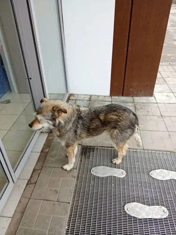 Потерянный пес у магазина Магнит в Саратове - Пристройство животных в Саратов