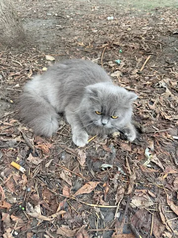 Найдена кошка с травмой лап на Проспекте Энтузиастов - Пристройство животных в Саратов