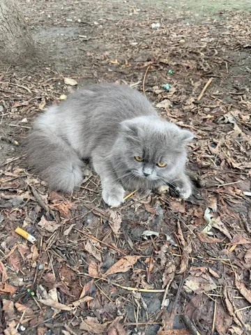 Найдена кошка в Заводском районе Саратова - Пристройство животных в Саратов