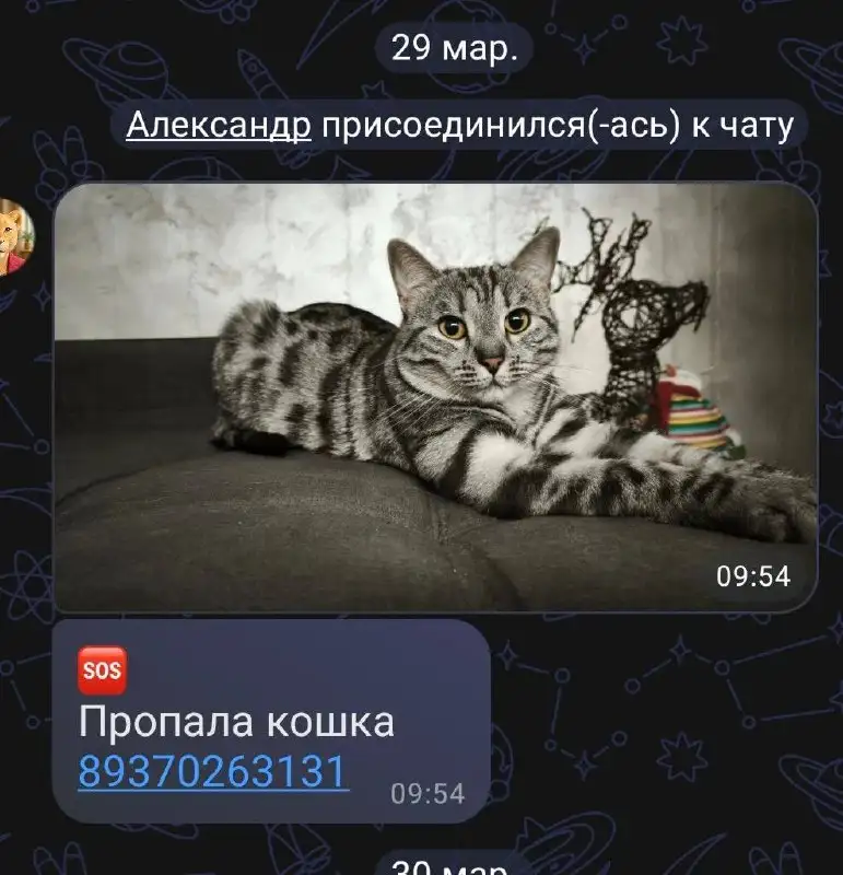 Потеряшки в Саратове - Потерянные животные (Животные) в Саратов