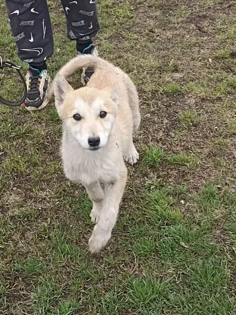 Ищем дом для щенка Лисенок - Пристройство животных в Саратов