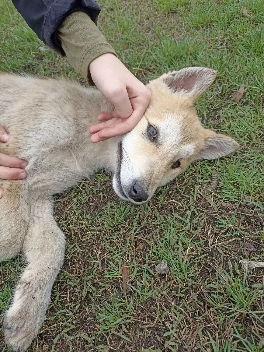 Ищем дом для щенка Лисенок - Собаки (Животные) в Саратов