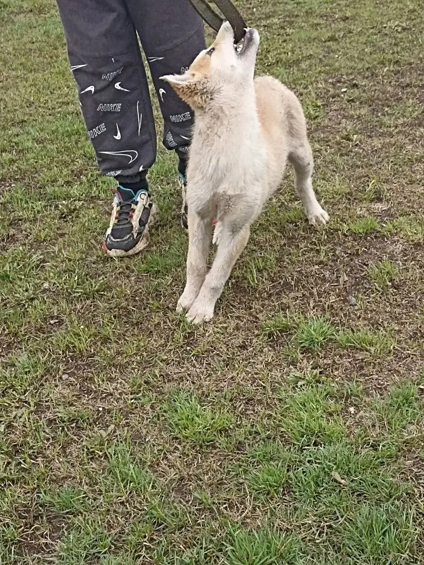 Ищем дом для щенка Лисенок - Собаки (Животные) в Саратов
